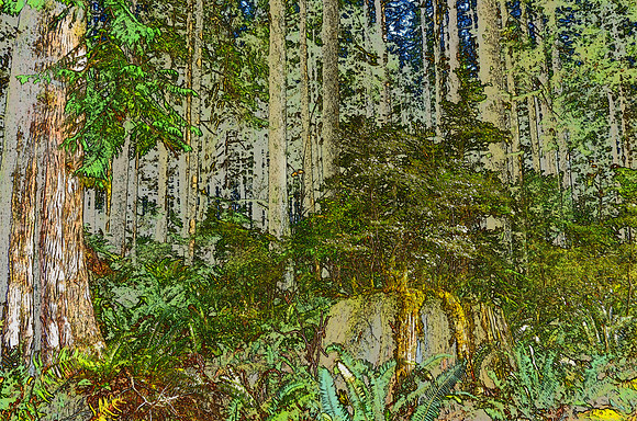 Forest 34