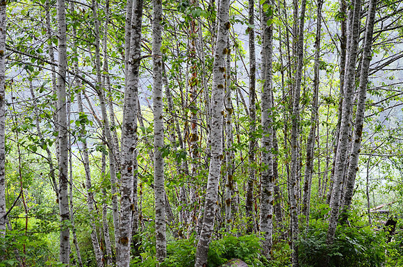 Alders 33