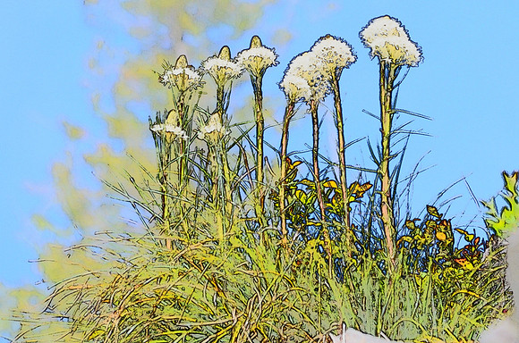 Beargrass sketch 7