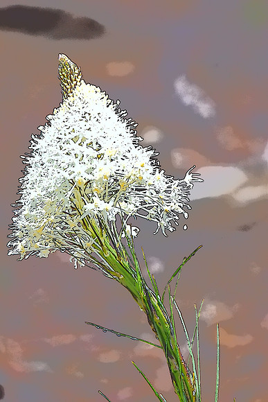 Beargrass 12