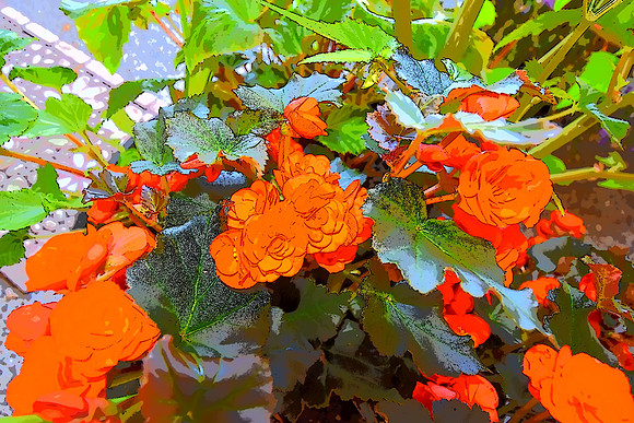Begonia