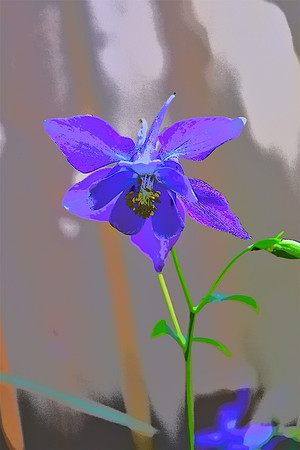 Blue Columbine PI 4