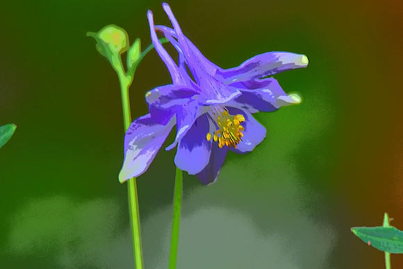Blue Columbine PI 2