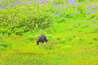 Black Bear in Lupine Fields