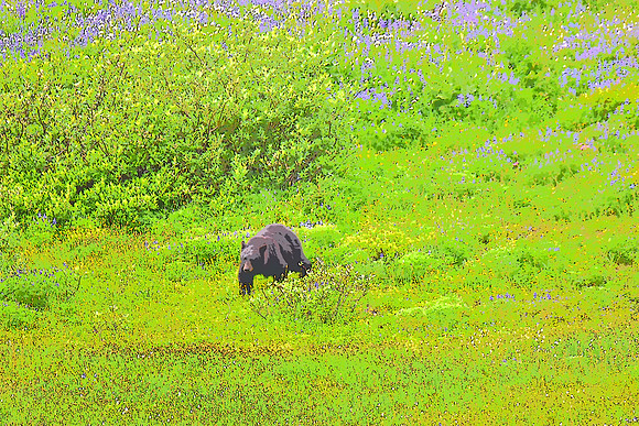 Black Bear in Lupine Fields