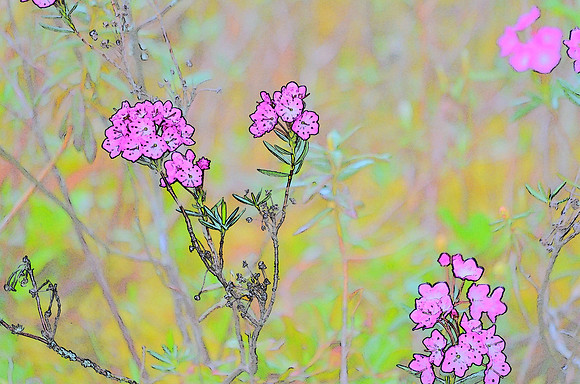 bog laurel sketch 6