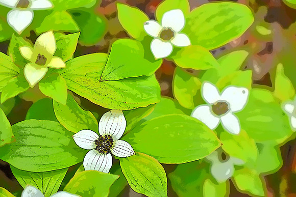 Bunchberry PI
