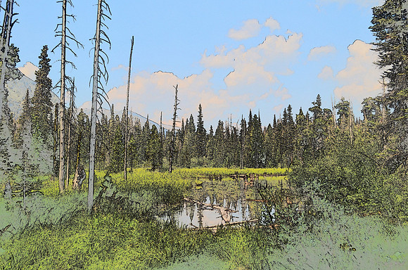 Bog