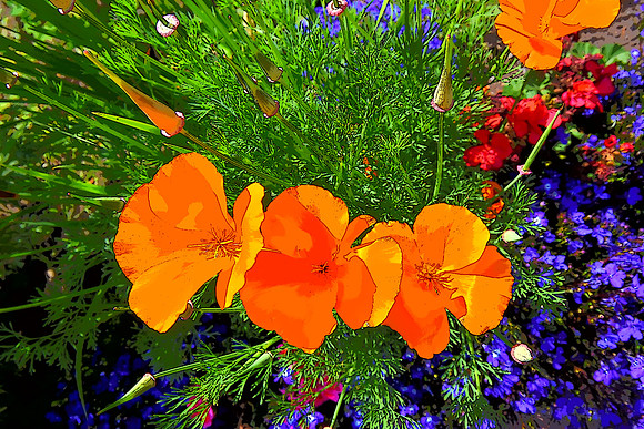 California Poppy