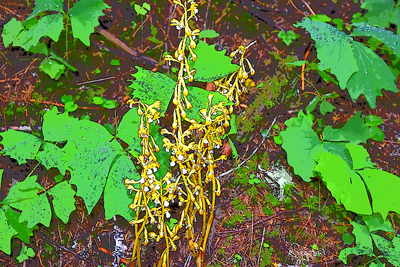 Coralroot and Vanilla Leaf