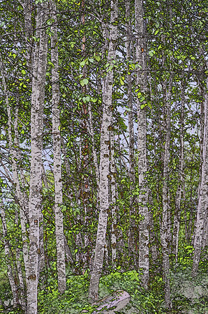 Alders 0003