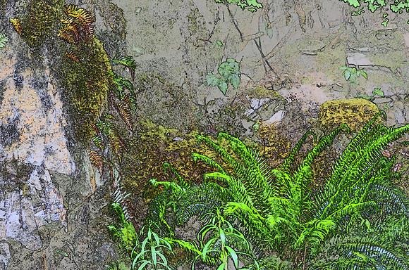 Ferns 3