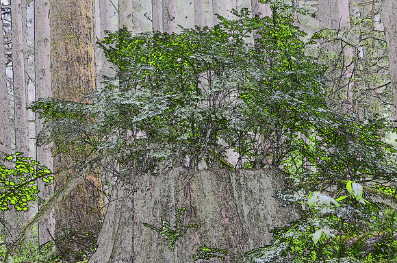 Nurse Stump