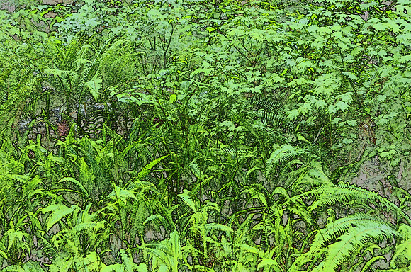 Ferns 67