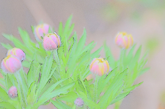 Orange poppy seedhead