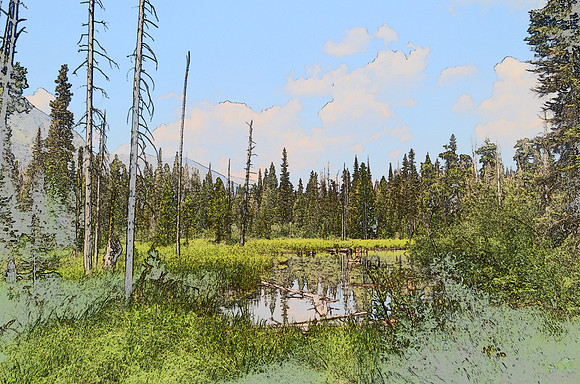 Beaver Pond