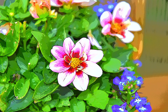 Dahlia PI 5