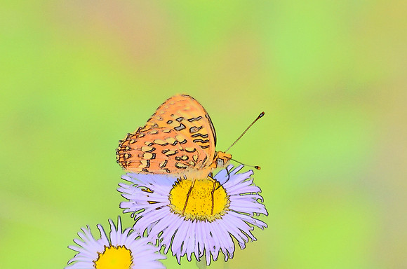 Butterfly