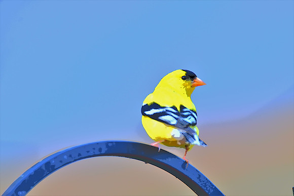 041 Goldfinch PI