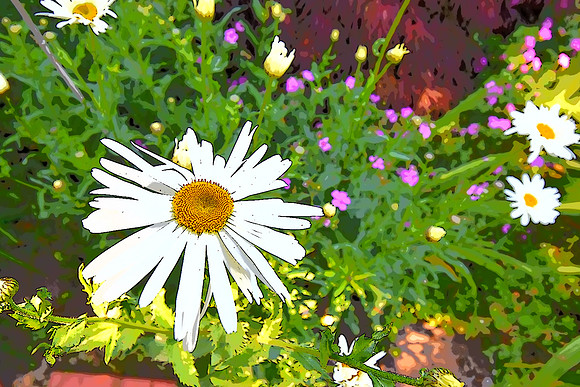 Daisy