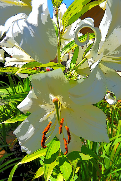 Easter Lily 5
