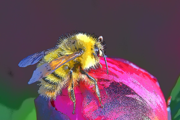 Eristalis flavipes PI