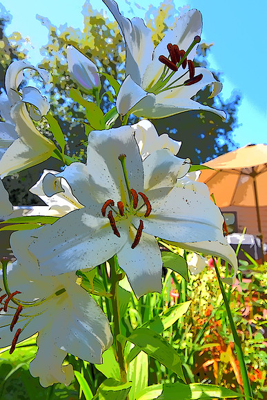 Easter Lily