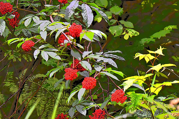Elderberry fern PI