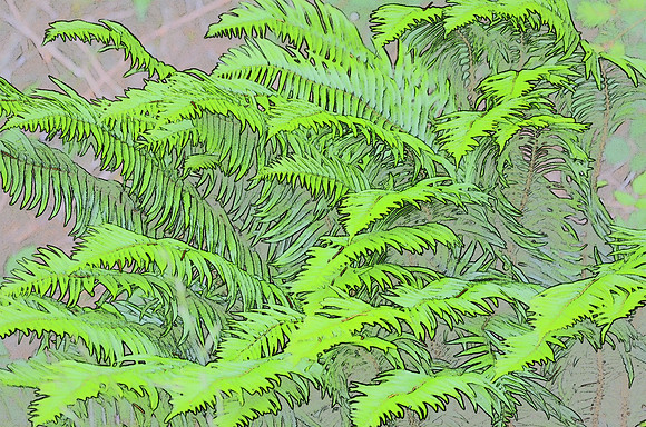Fern sketch 1