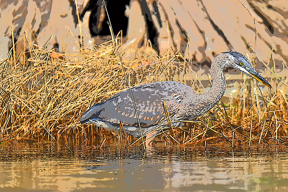 Great Blue Heron PI 2