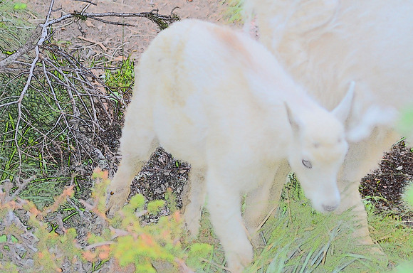 Mt Goat kid