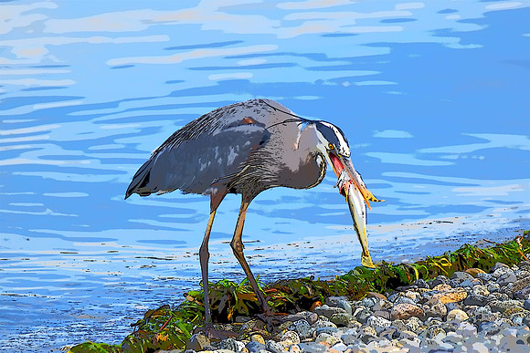 Heron eating sculpiin