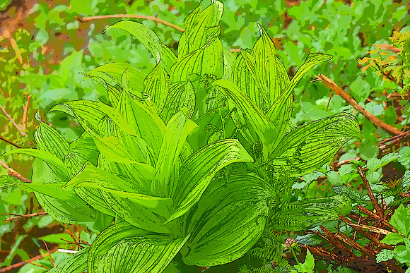 Hellebore 8