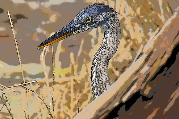 Heron Photo sketch
