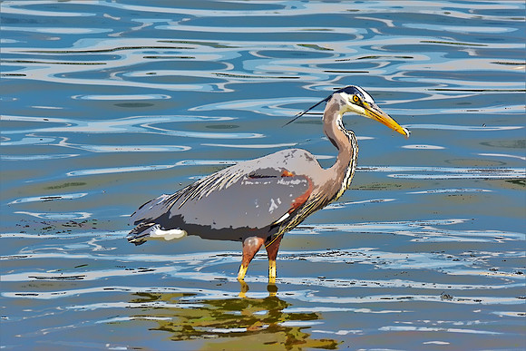 Heron PI 0921 (2)