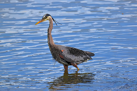 Heron PI_0995 (2)