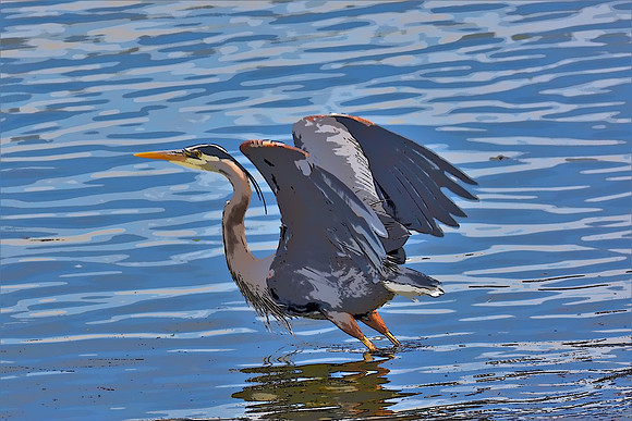 Heron Taking off PI_0996 (2)