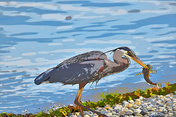 Heron with Sculpin