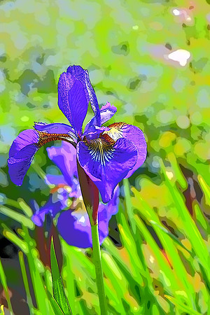 Iris PI