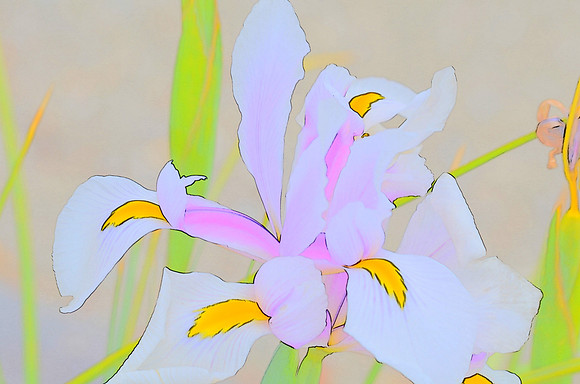Iris sketch