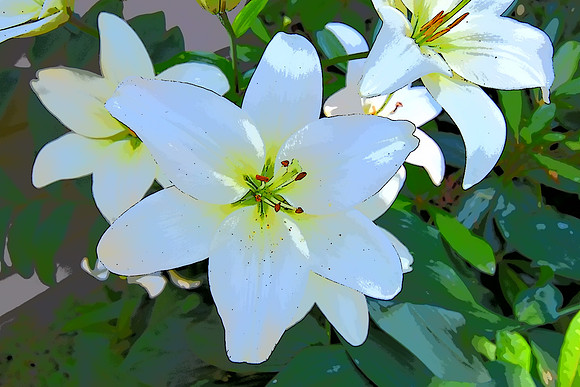 Lilies 43