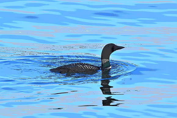 Loon PI