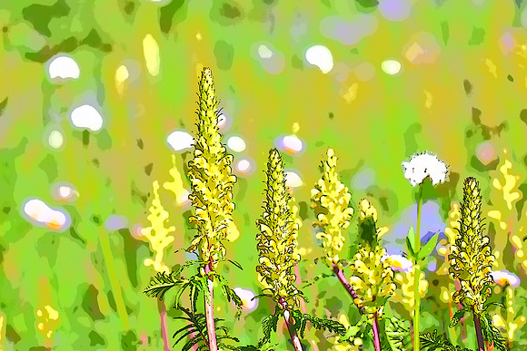 Lousewort