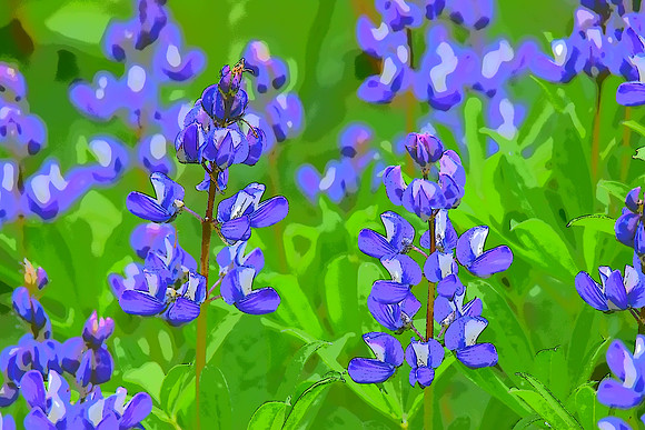 Lupine 3