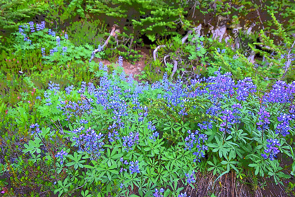 Lupine 8