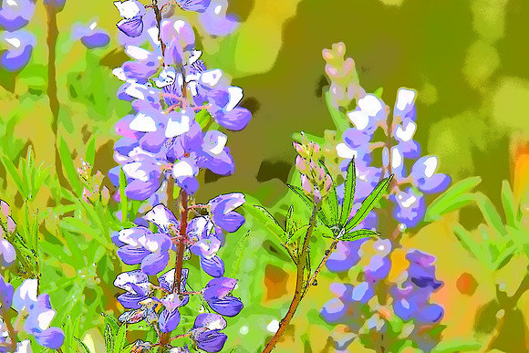Lupine 13