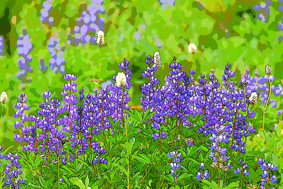 Lupine 23