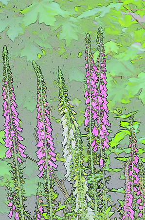 Lupine sketch  024