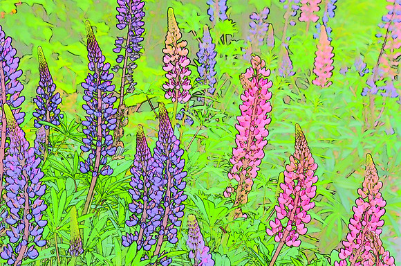 Lupine sketch 4