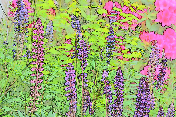 Lupine sketch 14